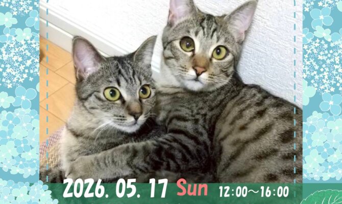 【5/17（日）岐阜・サンビル 保護猫譲渡会】マルシェで出会う新しい家族