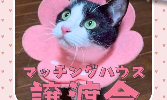【岐阜】保護猫譲渡会｜キャットマッチングハウス＆猫カフェで新しい家族と出会う日