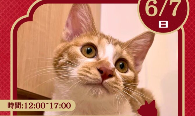未来の家族に会いに行こう。岐阜の保護猫譲渡会🐈
