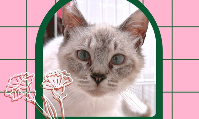 【5/10（日）岐阜県 保護猫譲渡会】アスピカホール羽島マルシェでネコのバス開催