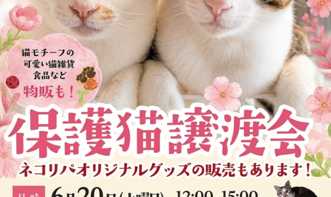 6月の東京保護猫譲渡会inオリンピック小金井店🎉