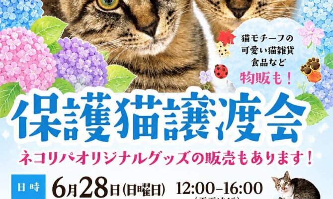 保護猫を家族に迎えて梅雨を楽しく過ごしましょ♪東京保護猫譲渡会🐾