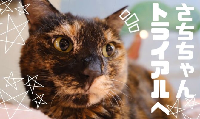 【大阪ねこ浴場】🌸サビ女子”さちちゃん”トライアル決定🩷✨️
