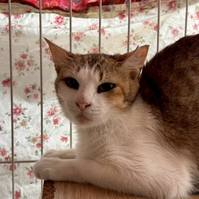 きたのん【ちびびの森シェルター】