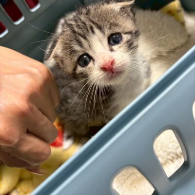 桜　トイトイ【ちびびの森シェルター】