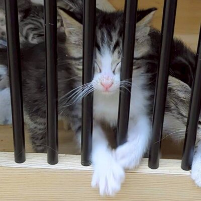 桜　チャンタ【ちびびの森シェルター】