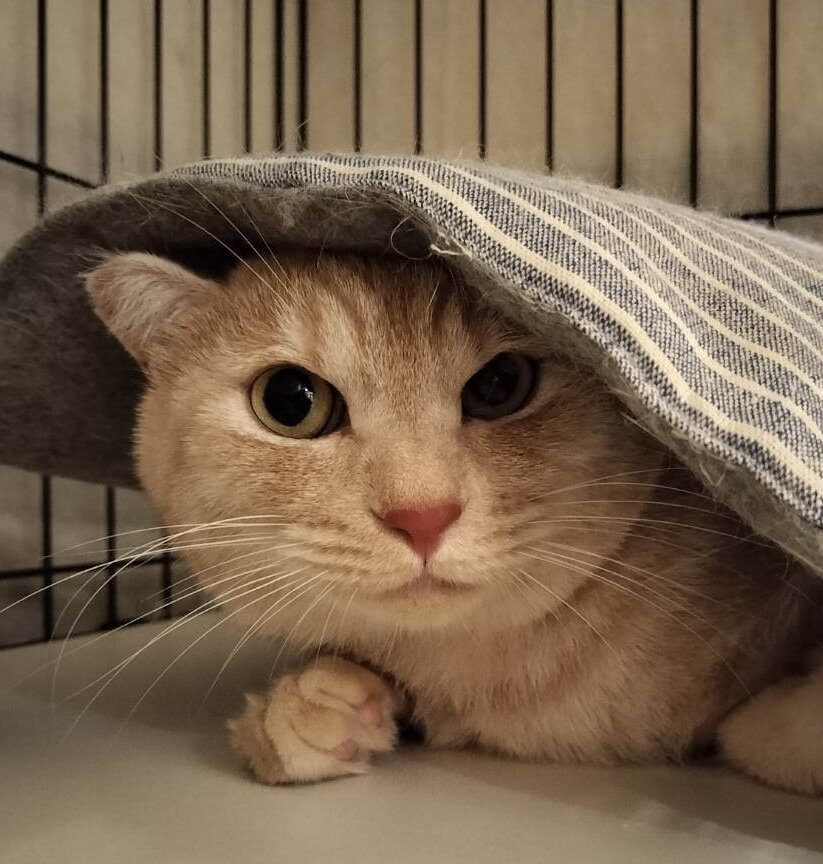 ジンジャー【池袋】 | ネコリパブリック｜日本の猫の殺処分をゼロに！