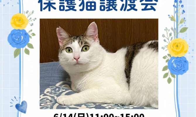 【岐阜】未来の家族に出会う日。6/14アスピカ保護猫譲渡会
