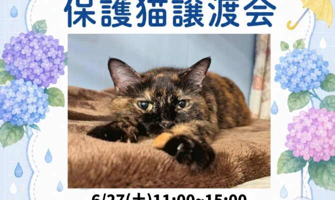 🐾【岐阜県の保護猫譲渡会】6/27 アル・プラザ鶴見で開催！ネコのバスがやってくる