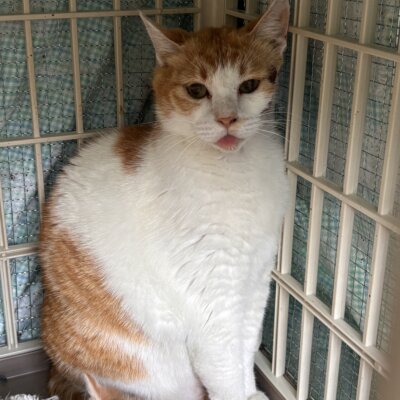 タママ【飛騨】