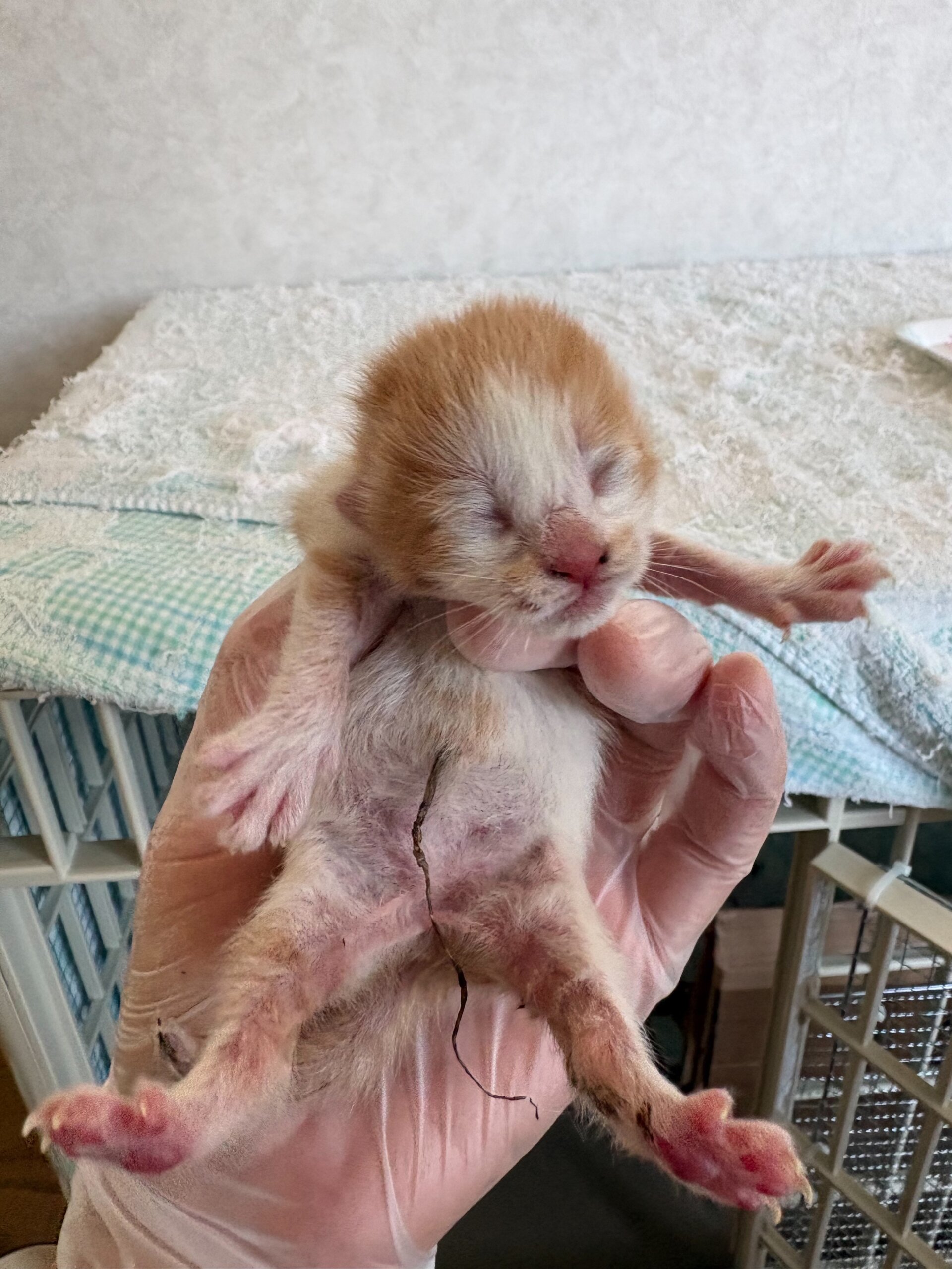 ギロロ【飛騨】 | ネコリパブリック｜日本の猫の殺処分をゼロに！