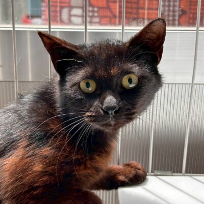 ちびまるちゃん【ちびびの森シェルター】