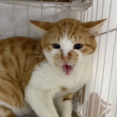 ちゃしろん【ちびびの森シェルター】