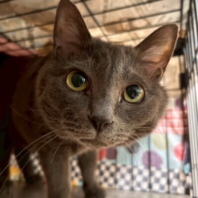 パラソル【ちびびの森シェルター】