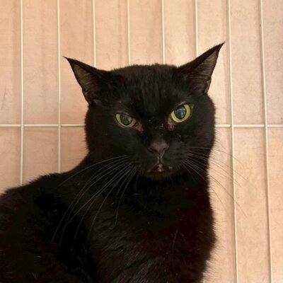 ルーアン【ちびびの森シェルター】