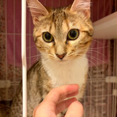 とみこ【高円寺】
