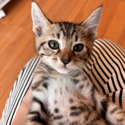 フルール【飛騨】