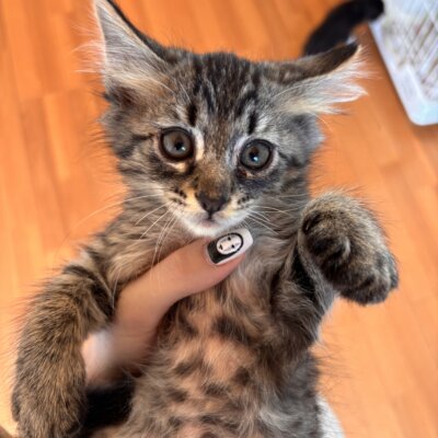 ヴェール【飛騨】
