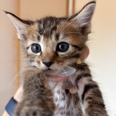 ロゼ【飛騨】