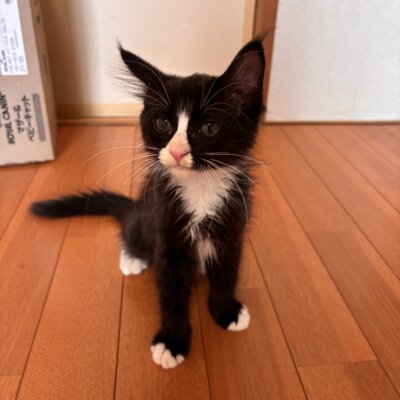 プランタン【飛騨】