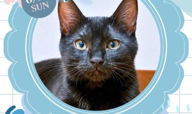 【岐阜・柳ヶ瀬】サンビル保護猫譲渡会｜新しい家族を探す猫たちが参加します