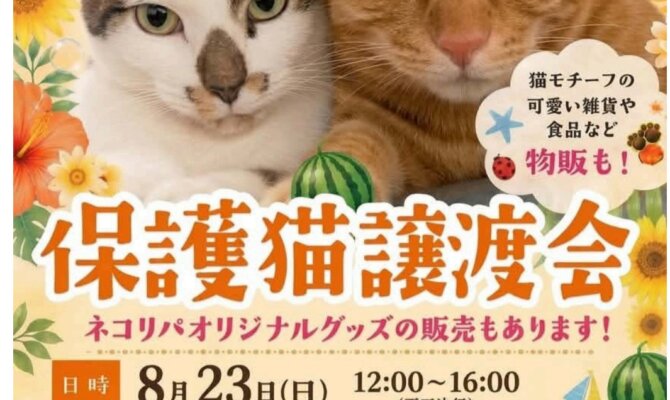 ​普段は高円寺でまったり過ごしている保護猫たちが特別な出会いを求めて出張譲渡会へ飛び出します！