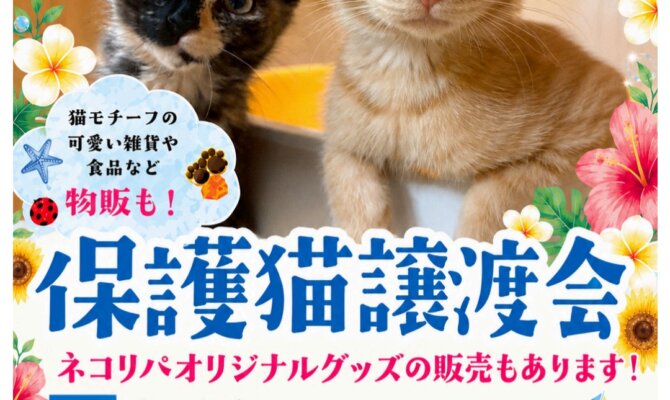 高円寺シェルターからとっておきの出会いをお届け！8月の保護猫譲渡会🍉