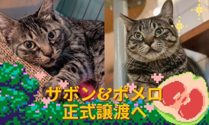 【大阪ねこ浴場】ザボン&ポメロ兄弟、正式譲渡へ🍊✨️