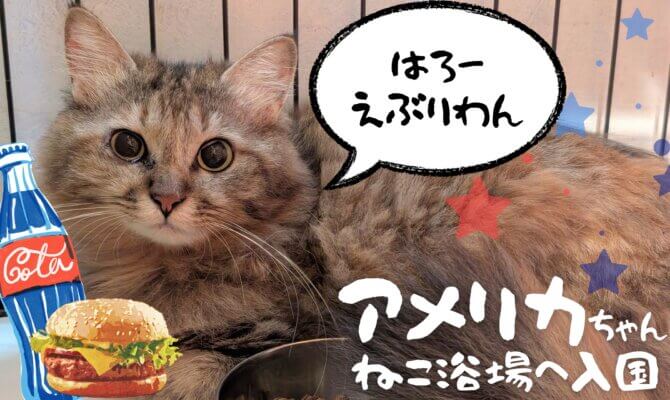 【大阪ねこ浴場】新にゃん入国❗️その名も「アメリカ」ちゃん🇺🇸✨️