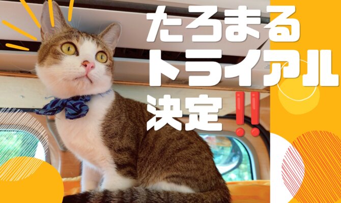 【大阪ねこ浴場】今度はたろまるも！トライアル出発🍑✨️