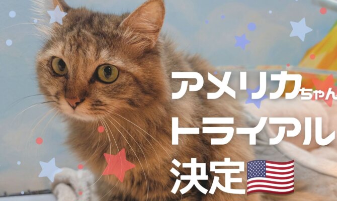 【大阪ねこ浴場】アメリカちゃん、トライアルへ🇺🇸