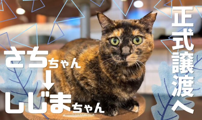 【大阪ねこ浴場】さちちゃん、正式譲渡になりました🌸