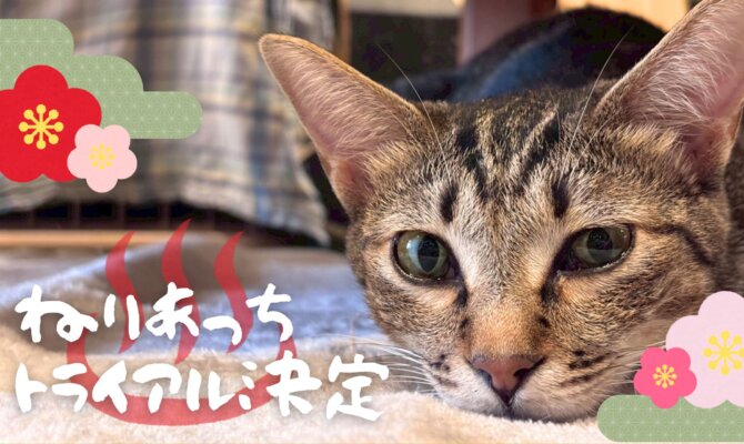 【大阪ねこ浴場】ねりあっち、トライアル決定！🐣✨️