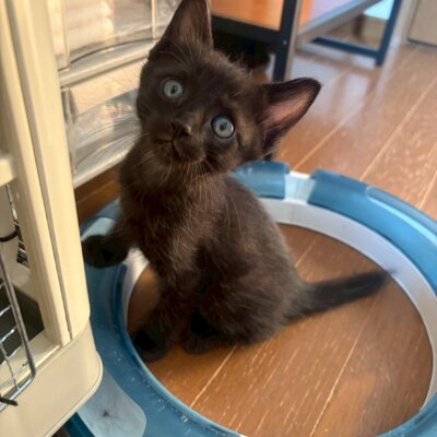 えびぐらたん【ちびびの森シェルター】