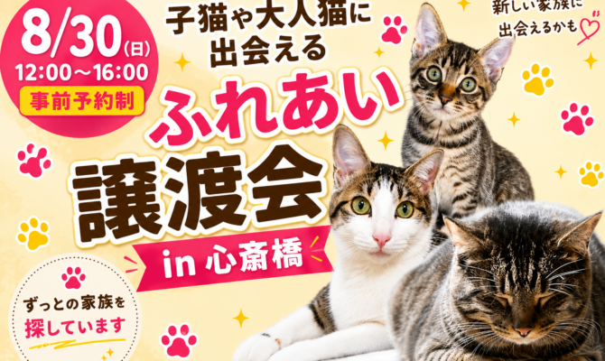 【大阪・心斎橋】保護猫の譲渡会を開催！子猫から大人猫まで参加予定【事前予約制】