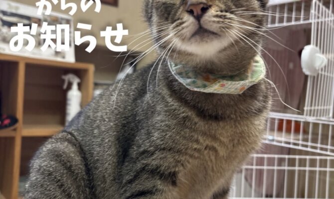 【お茶の水】〜ヤリイカ〜