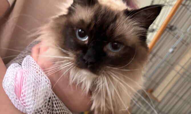 🐾お茶の水店の安ちゃん、トライアルへ出発しました🐾 