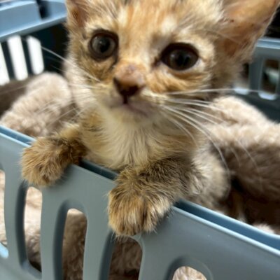 ラピス【ちびびの森シェルター】