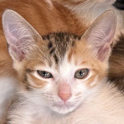 しゃけ【千葉店】