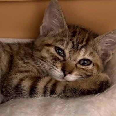 つくだに【ちびびの森シェルター】