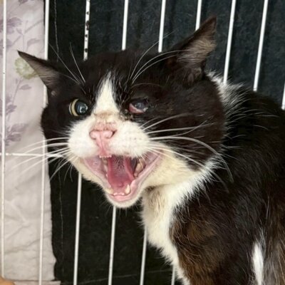 はやしはちお【ちびびの森シェルター】
