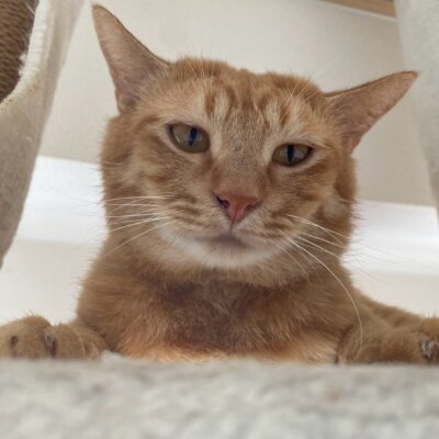 とろとろ【ちびびの森シェルター】