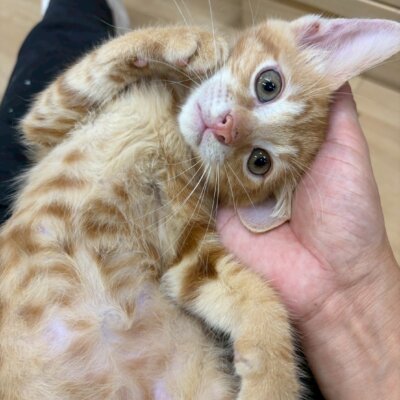 エメラ【高円寺】