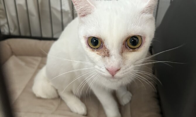 美人姉妹のプラダ＆シャネルがずっとのお家へ出発です♪