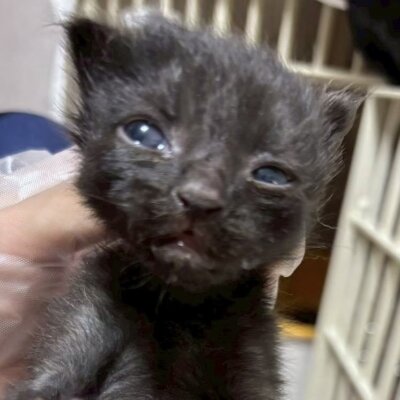 アリシア【飛騨】
