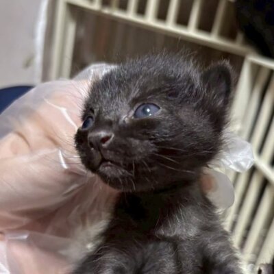 オルメア【飛騨】