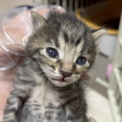 メリル【飛騨】
