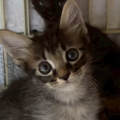 ピント【飛騨】