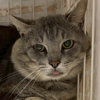 銀次【ちびびの森シェルター】