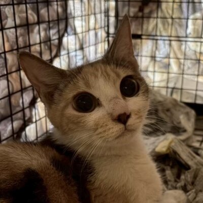 りのまる【ちびびの森シェルター】